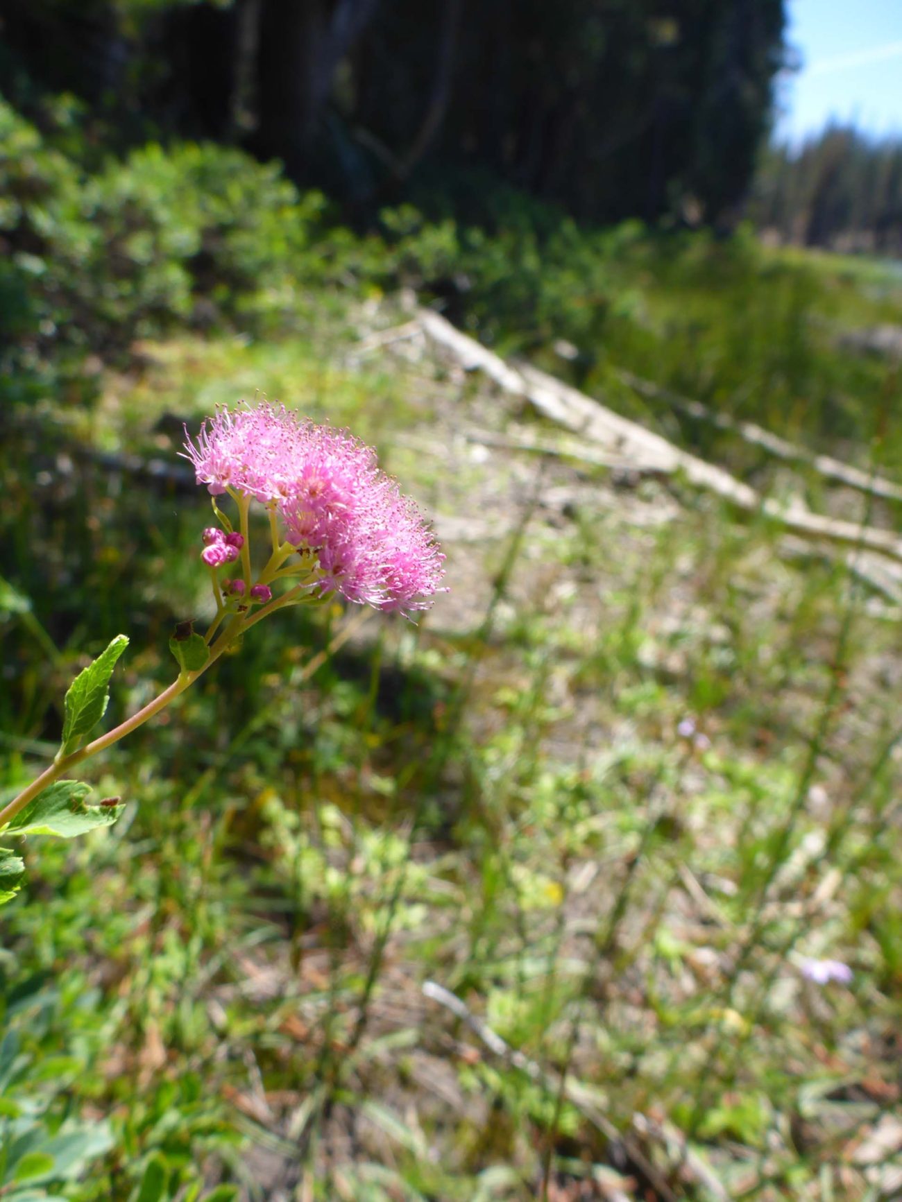Black Lake Loop, August 21, 2022