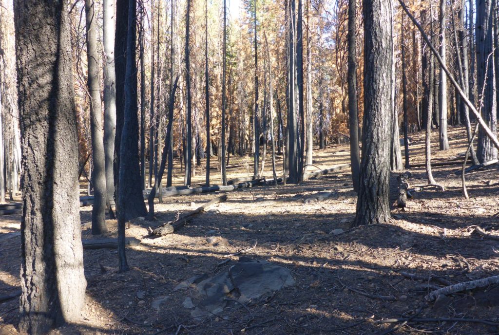 Severely burned forest. D. Burk.