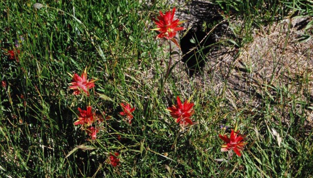 Scarlet Indian-paintbrush. P. Witt