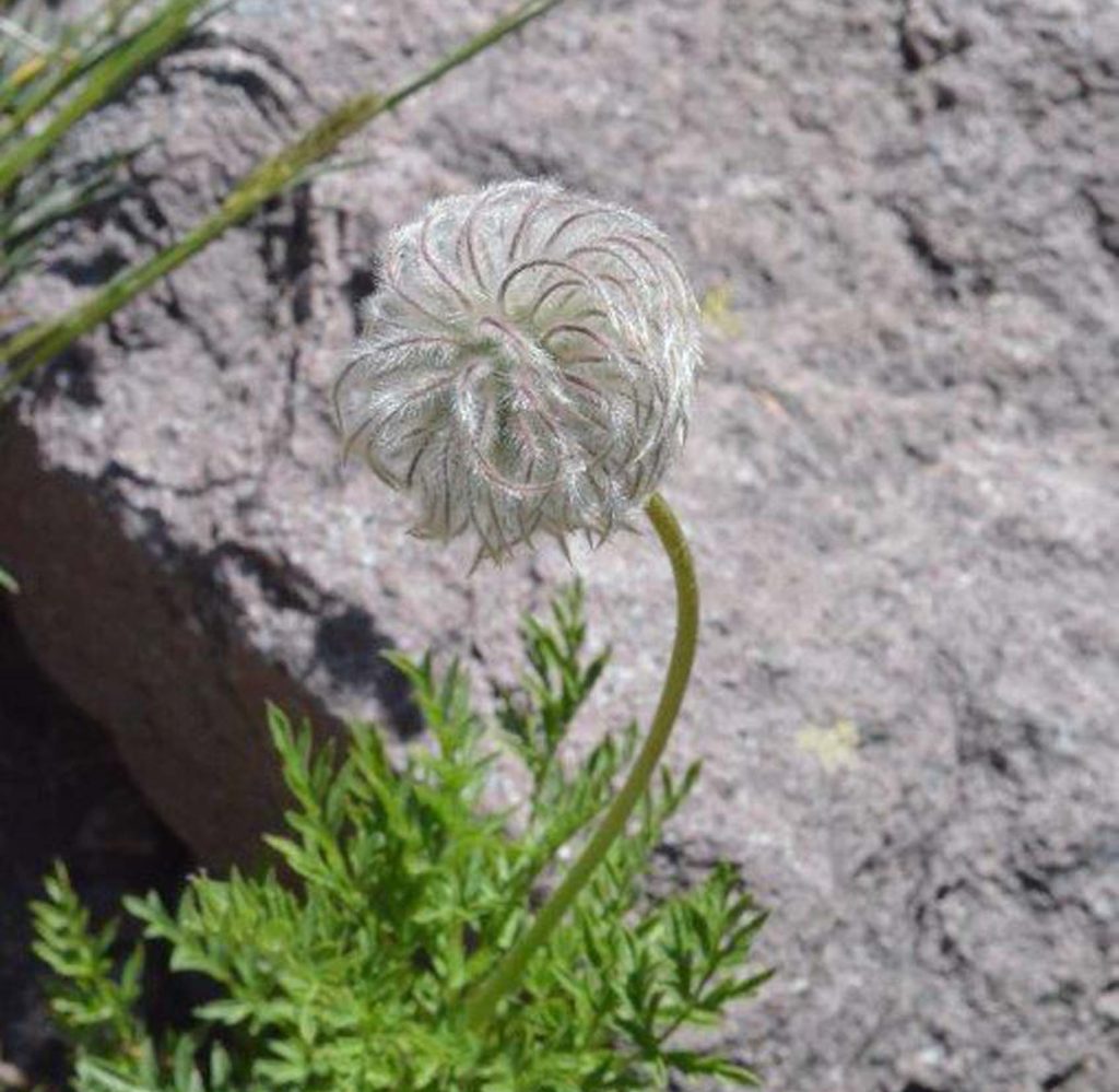 Western pasqueflower seed head. M. Spiess