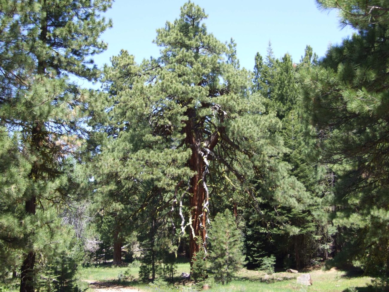 Washoe pine. P. Davis.