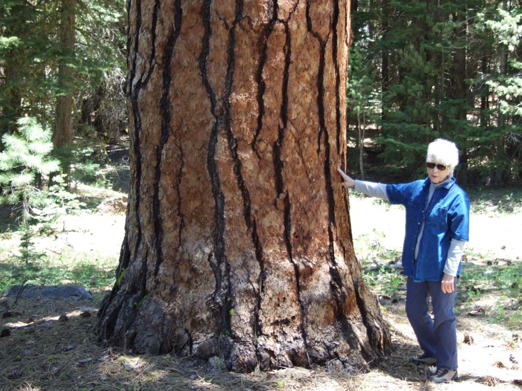 Marilyn and Washoe pine trunk. P. Davis.