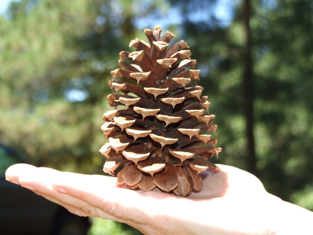 Washoe pine cone. P. Davis.