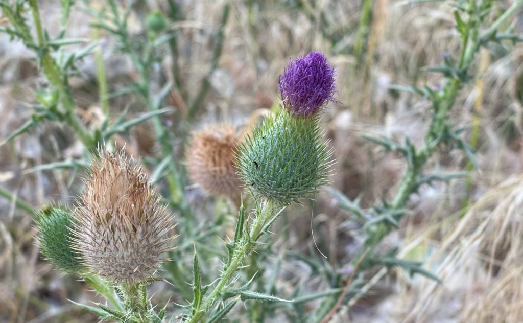 Bull thistle. J. Hernández.