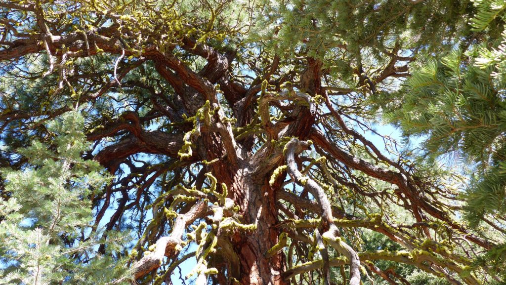 Huge Washoe pine limbs. P. Davis.