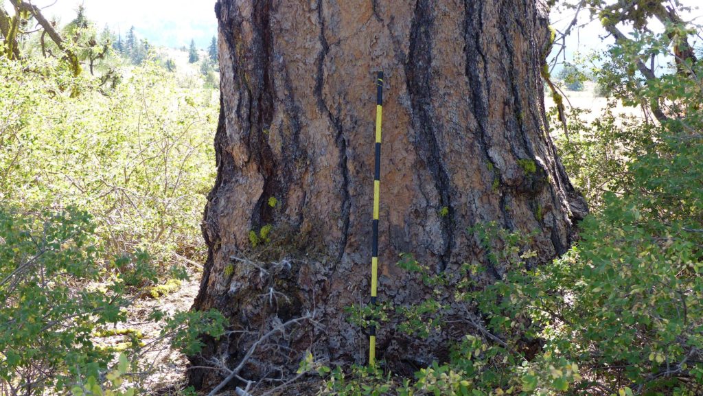 Ponderosa pine trunk. P. Davis.