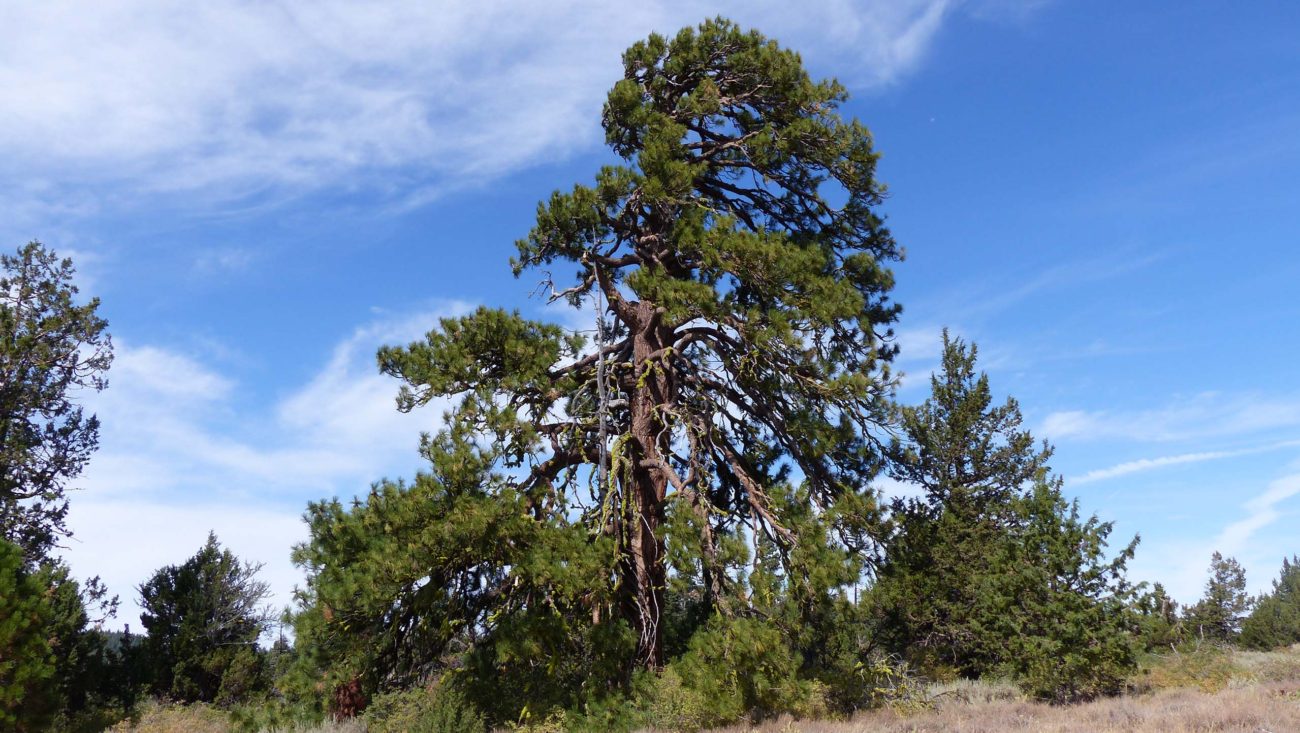 Massive ponderosa pine. P. Davis.