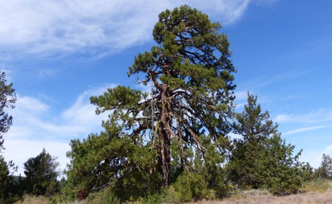 Massive ponderosa pine. P. Davis.