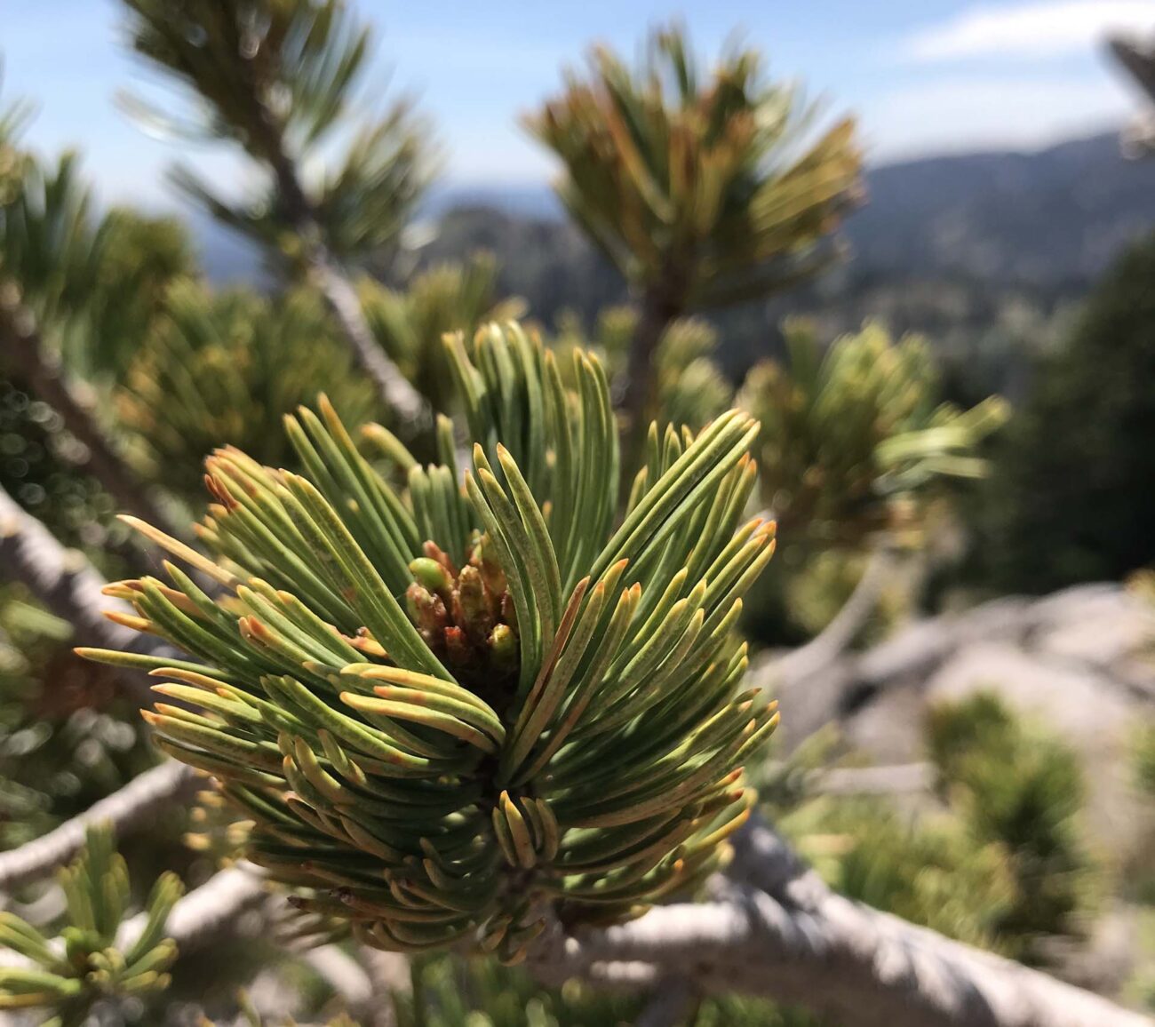 Whitebark pine. S. Libonati-Barnes.