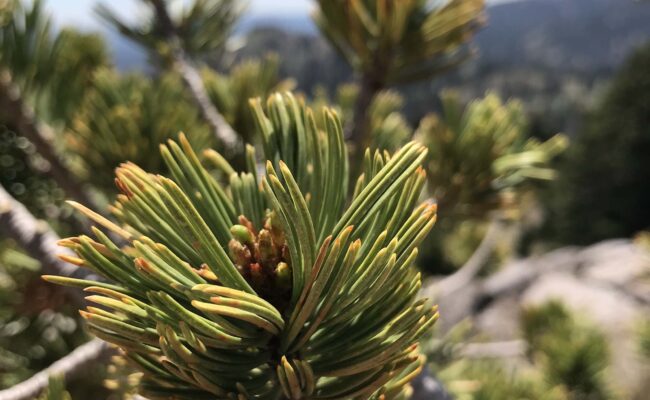 Whitebark pine. S. Libonati-Barnes.