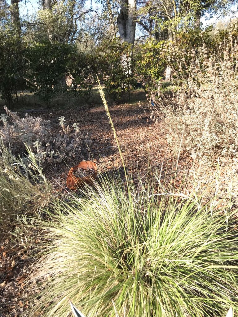 Deergrass. S. Libonati-Barnes.