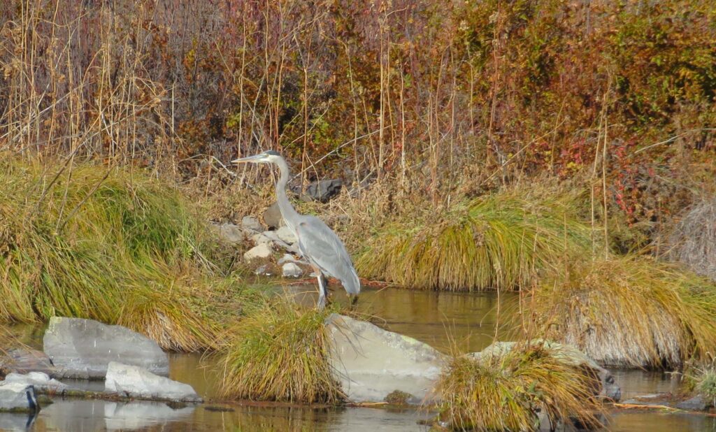 Great Blue Heron. D. Ledger.