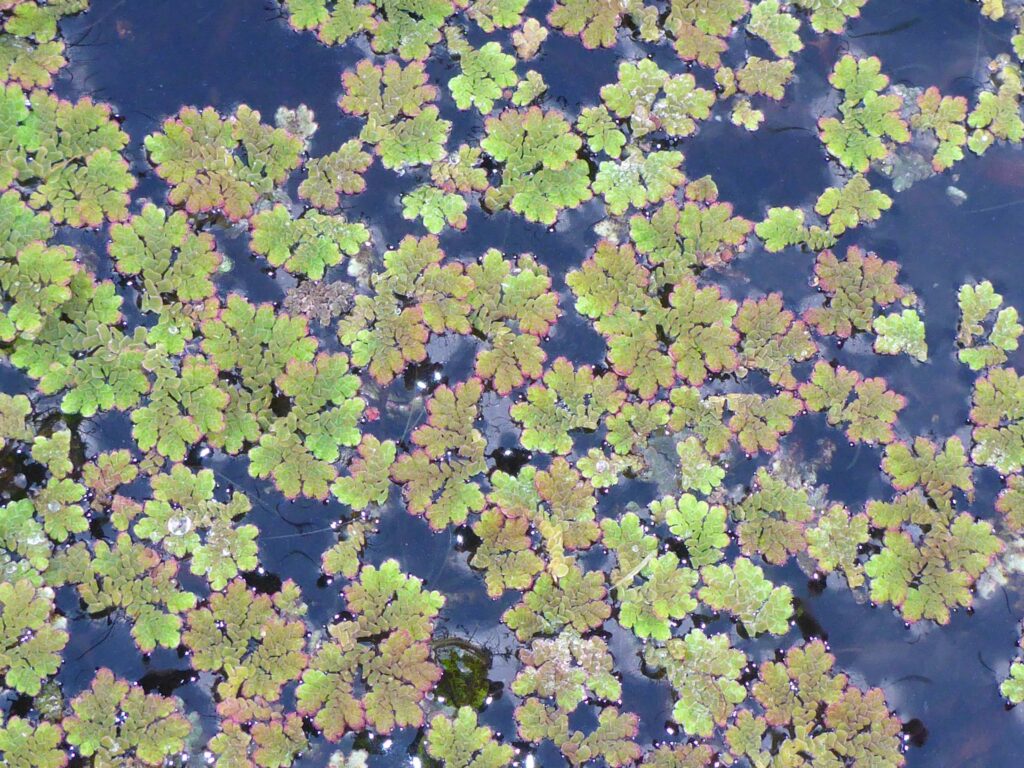 Large mosquito fern. D. Burk.