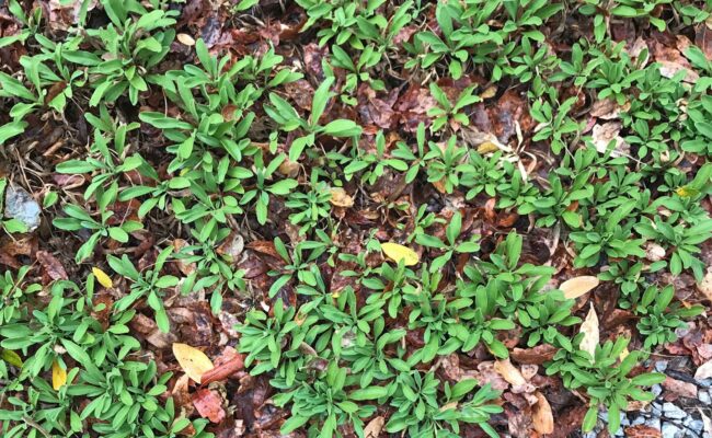 Creeping sage. S. Libonati-Barnes.