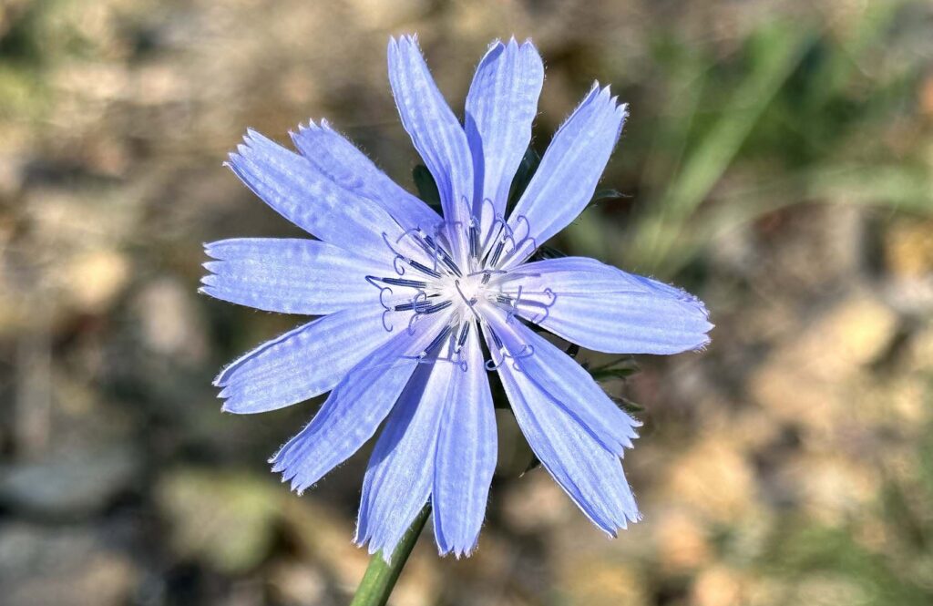 Chicory. J. Hernández.