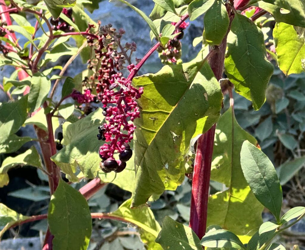 Pokeweed. J. Hernández.