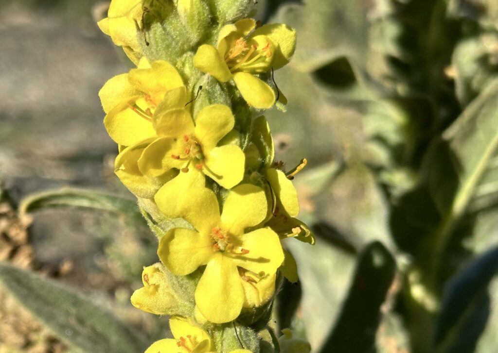 Woolly mullein. J. Hernández.