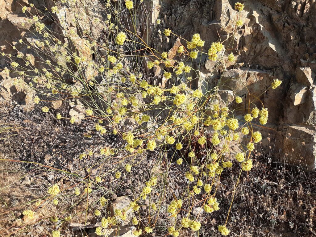 Yellow naked buckwheat. D. Ledger.