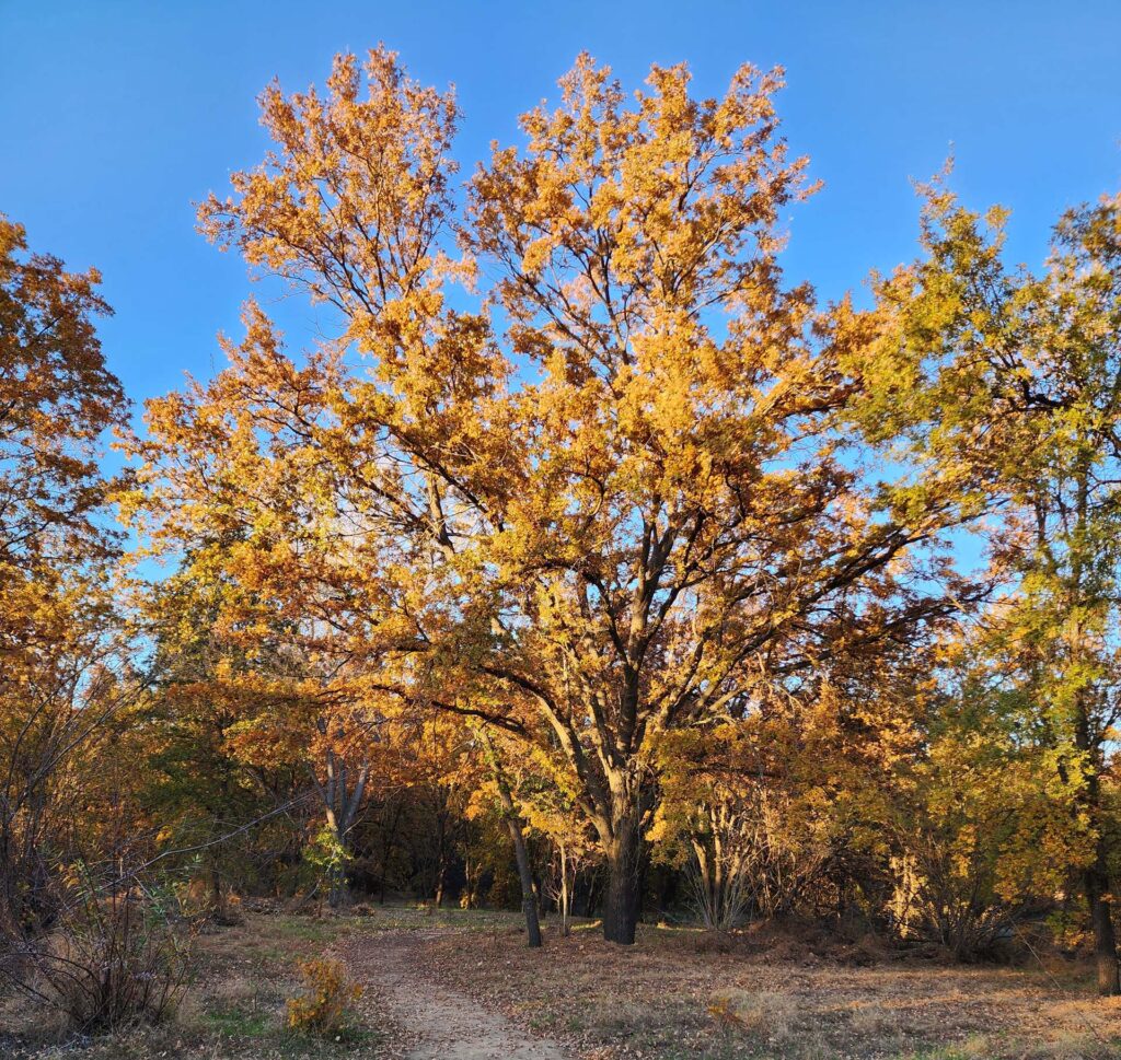 Valley oak. 27 Nov 22. D. Burk.