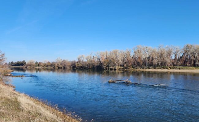 Sacramento River. D. Burk.