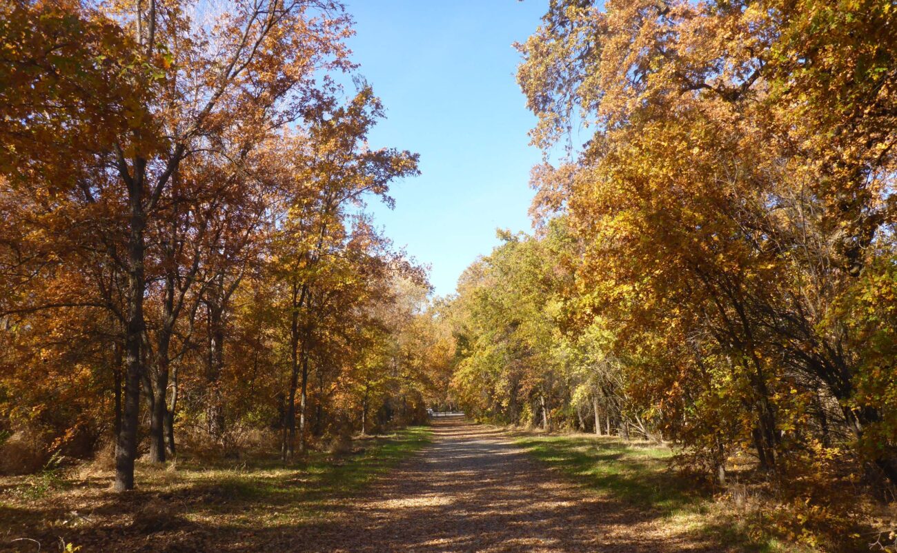 Tree-lined trail. 27 Nov 22. D. Burk.