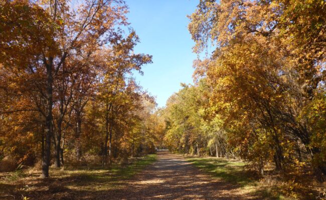 Tree-lined trail. 27 Nov 22. D. Burk.