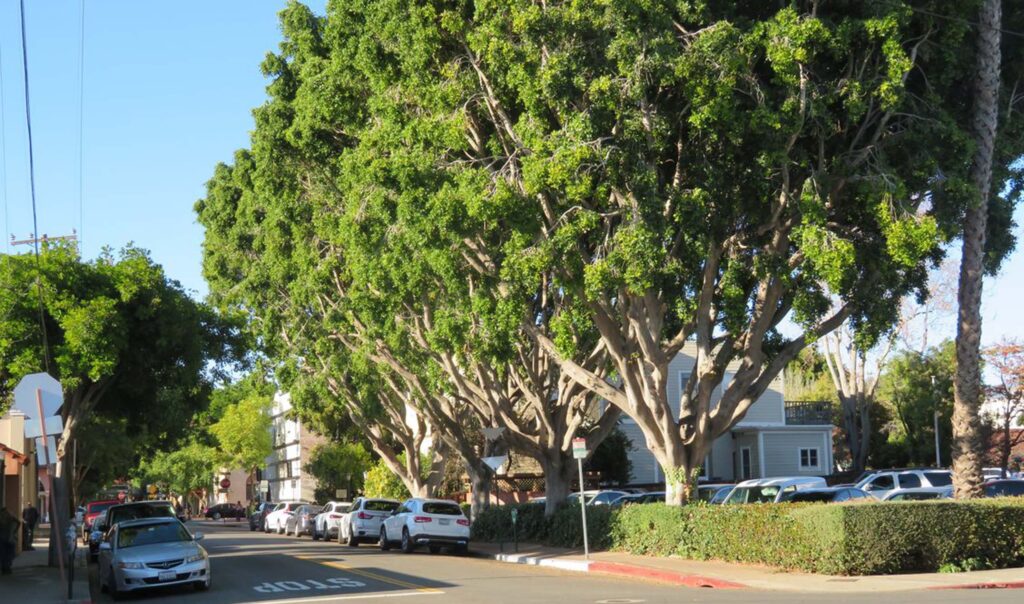 Shade-tree-lined street. D. Ledger.