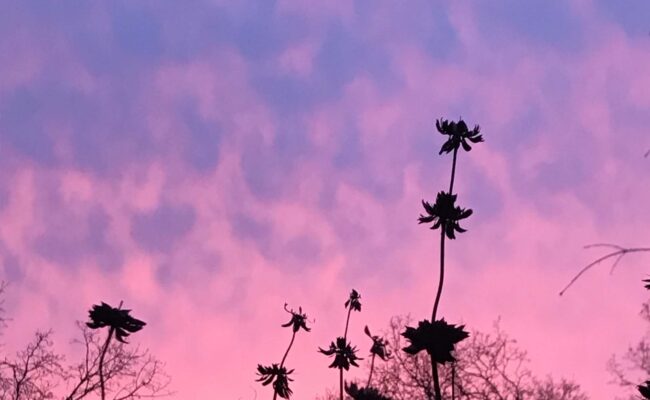 Sage & sunset. S. Libonati-Barnes.