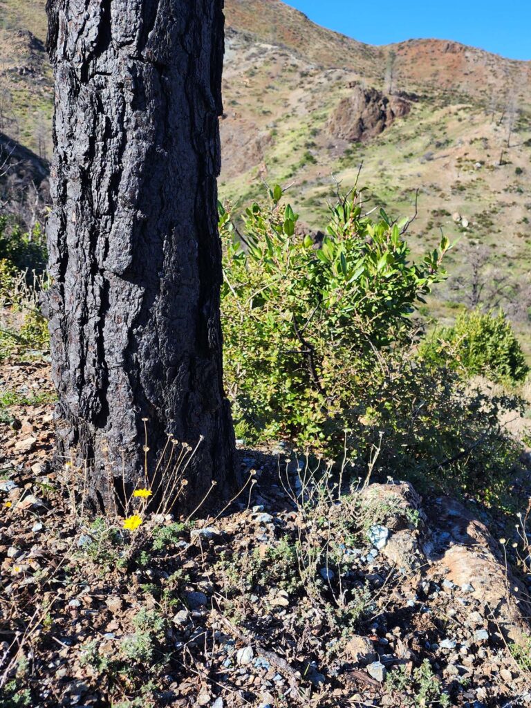 D. Burk. 12 Feb 2023. Nomlaki.