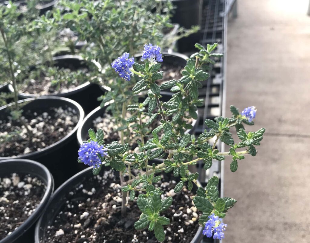 Greenhouse plants. S. Libonati-Barnes.