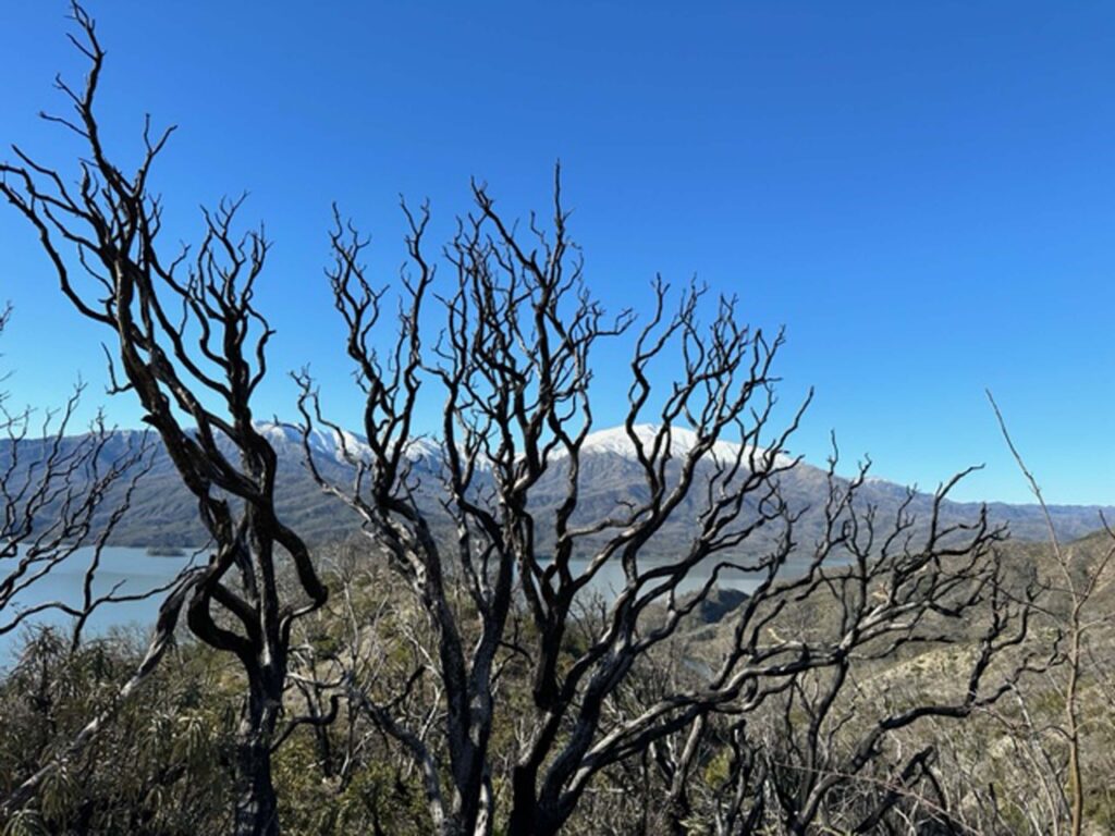 Charred manzanita, Shasta Bally, and Whiskeyton Lake. P. Richardson.