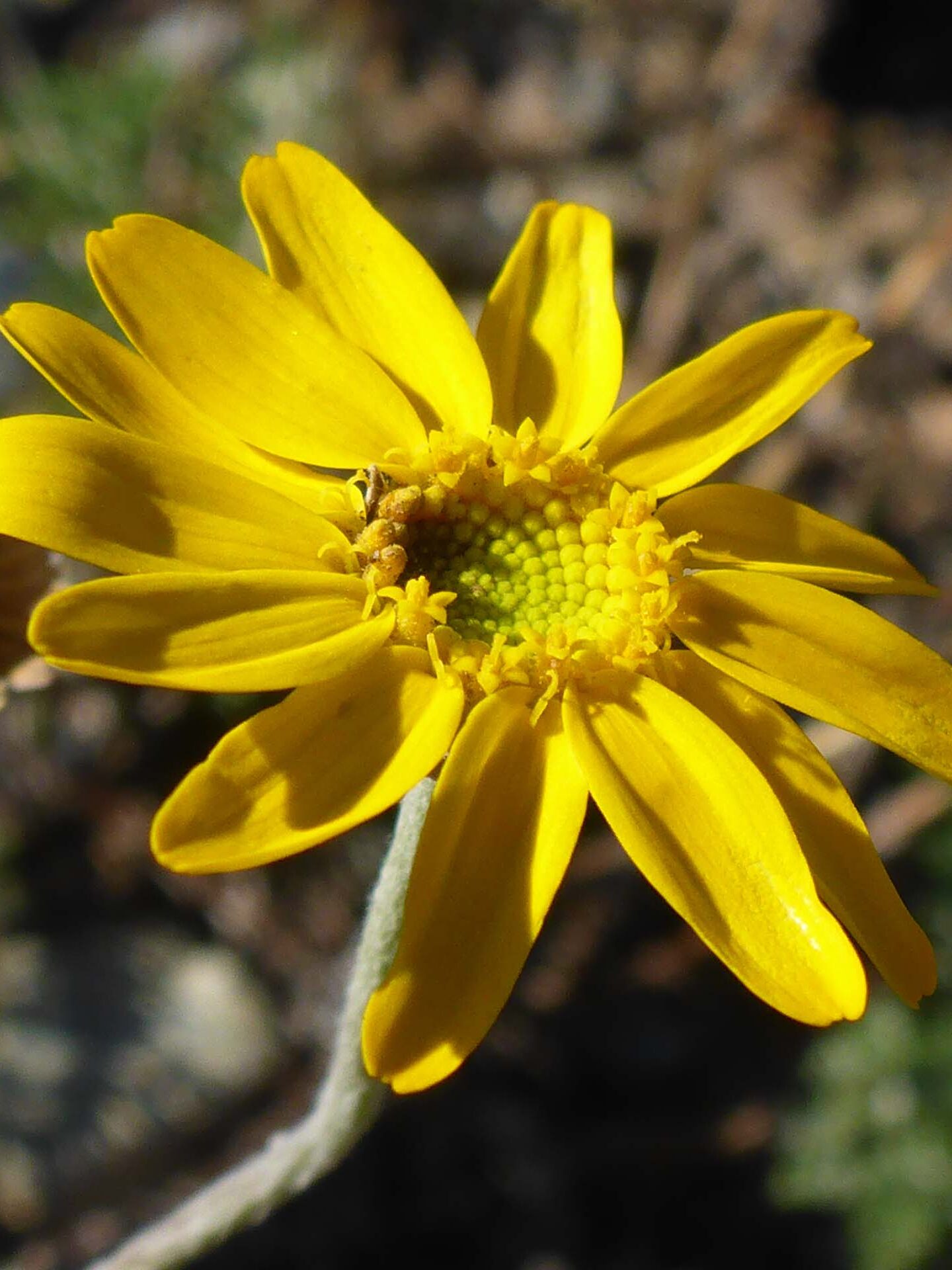 Woolly sunflower close-up. D. Burk. 12 Feb 2023. Nomlaki.
