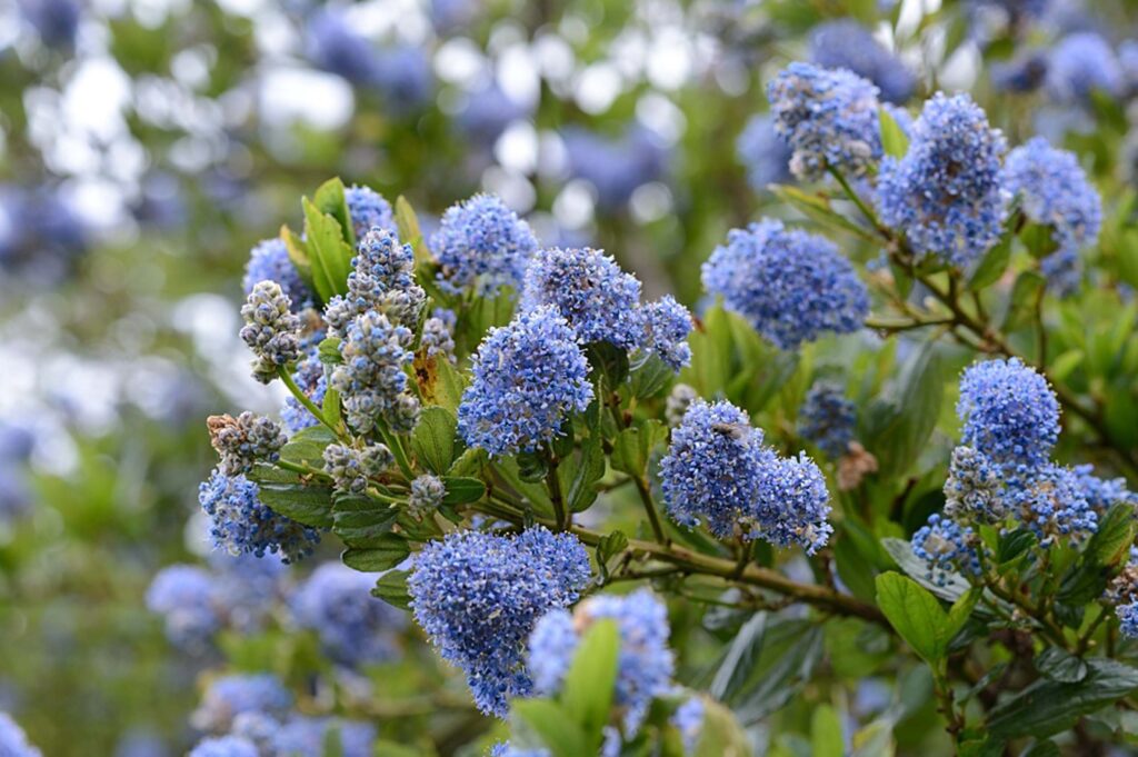 Blue-blossom. D.E. Warenycia.