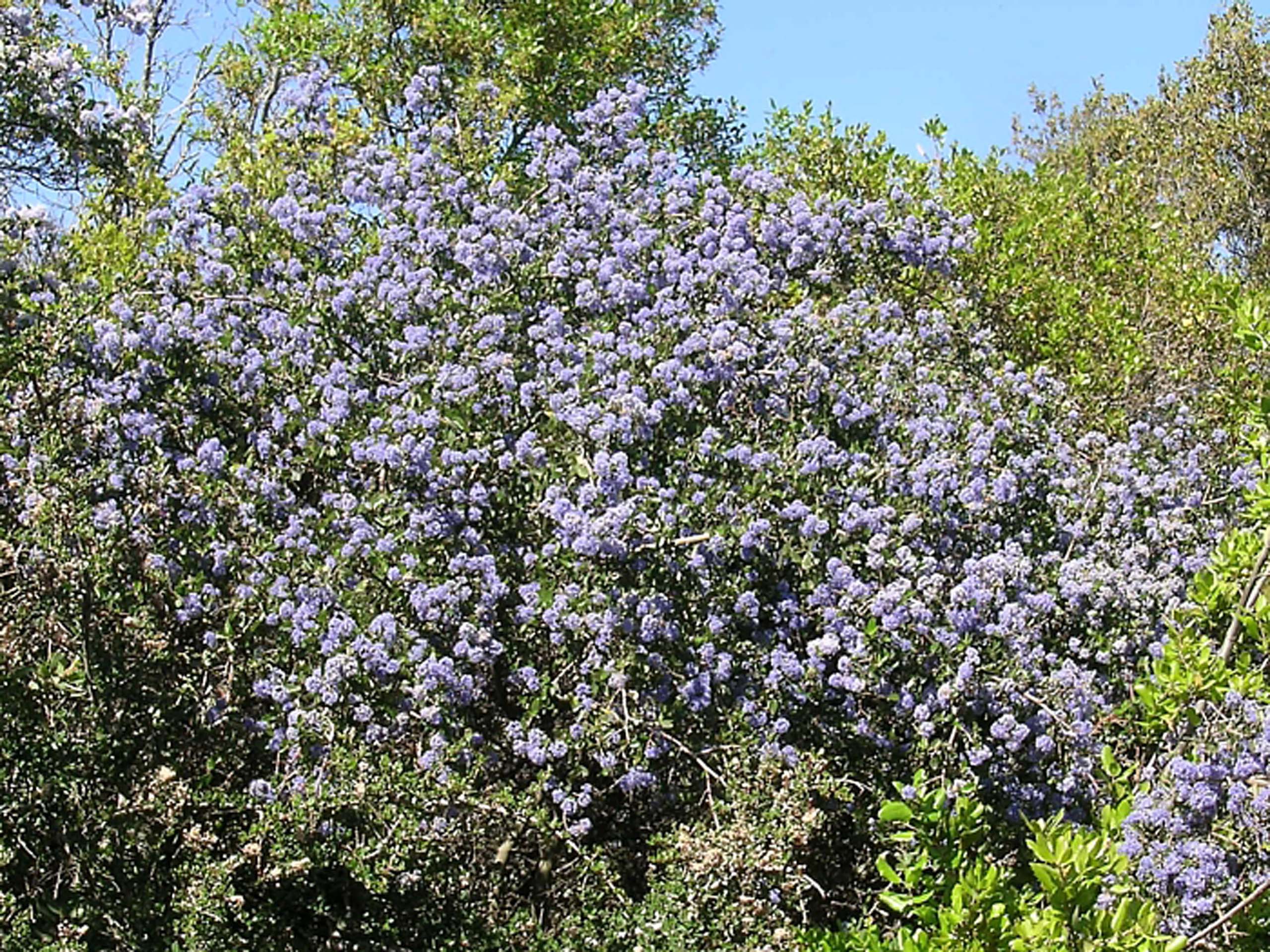 Blue-blossom ceanothus. S. Perry.