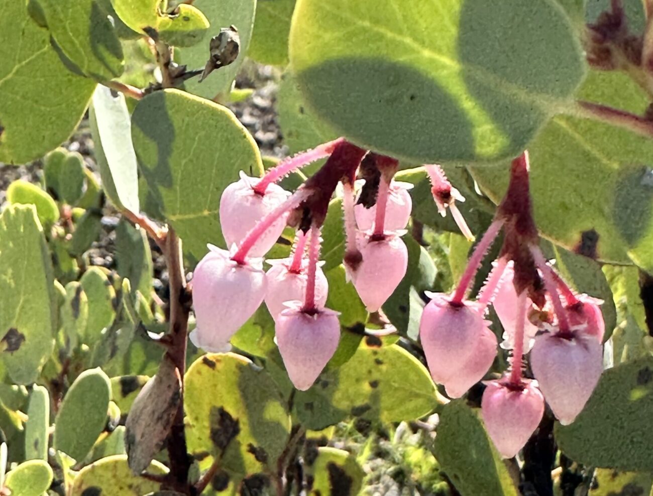 White-leaved manzanita. A. Henderson.