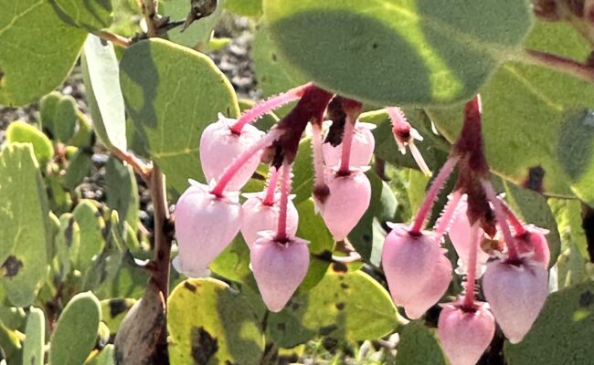 White-leaved manzanita. A. Henderson.