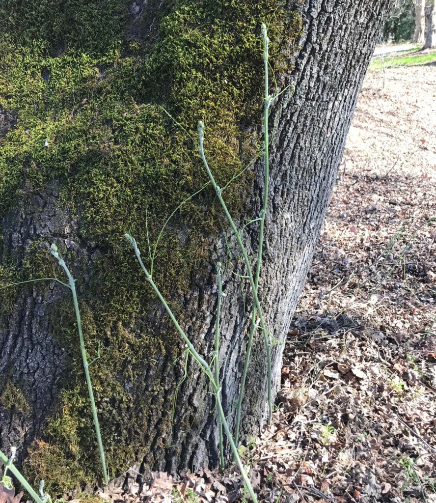 Manroot stalks. S. Libonati-Barnes.