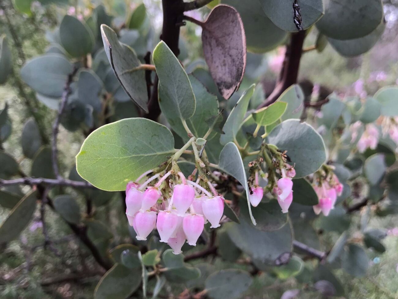 White-leaved manzanita. S. Libonati-Barnes.