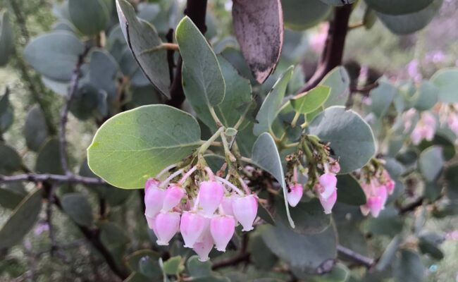 White-leaved manzanita. S. Libonati-Barnes.