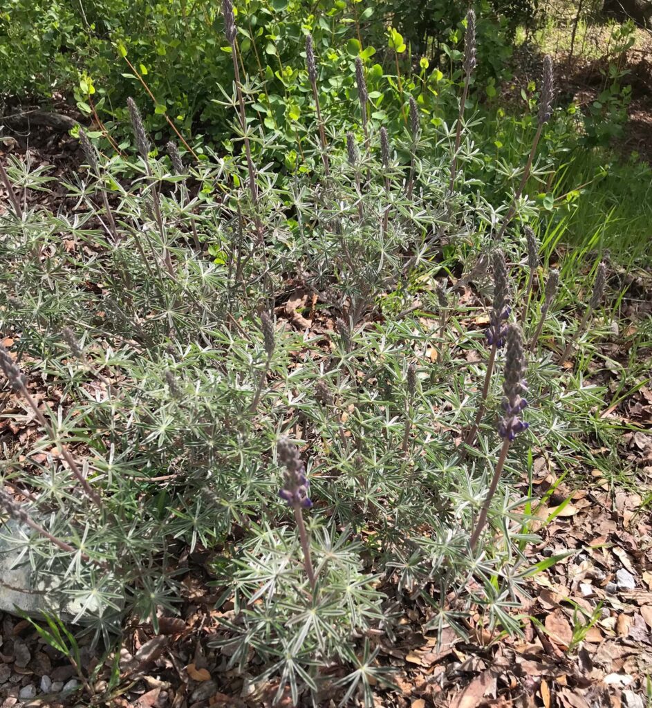 Silver bush lupines in bud.  S. Libonati-Barnes.