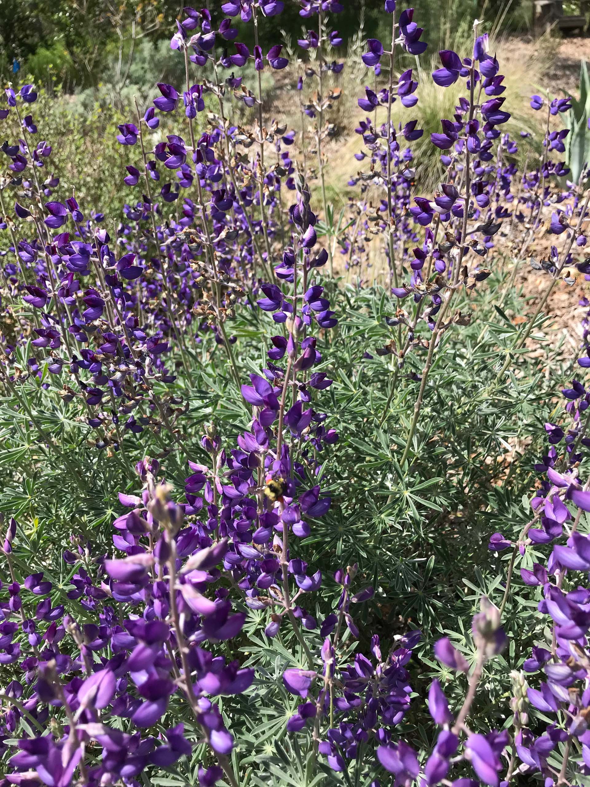 Full-flowered silver bush lupines. S. Libonati-Barnes.