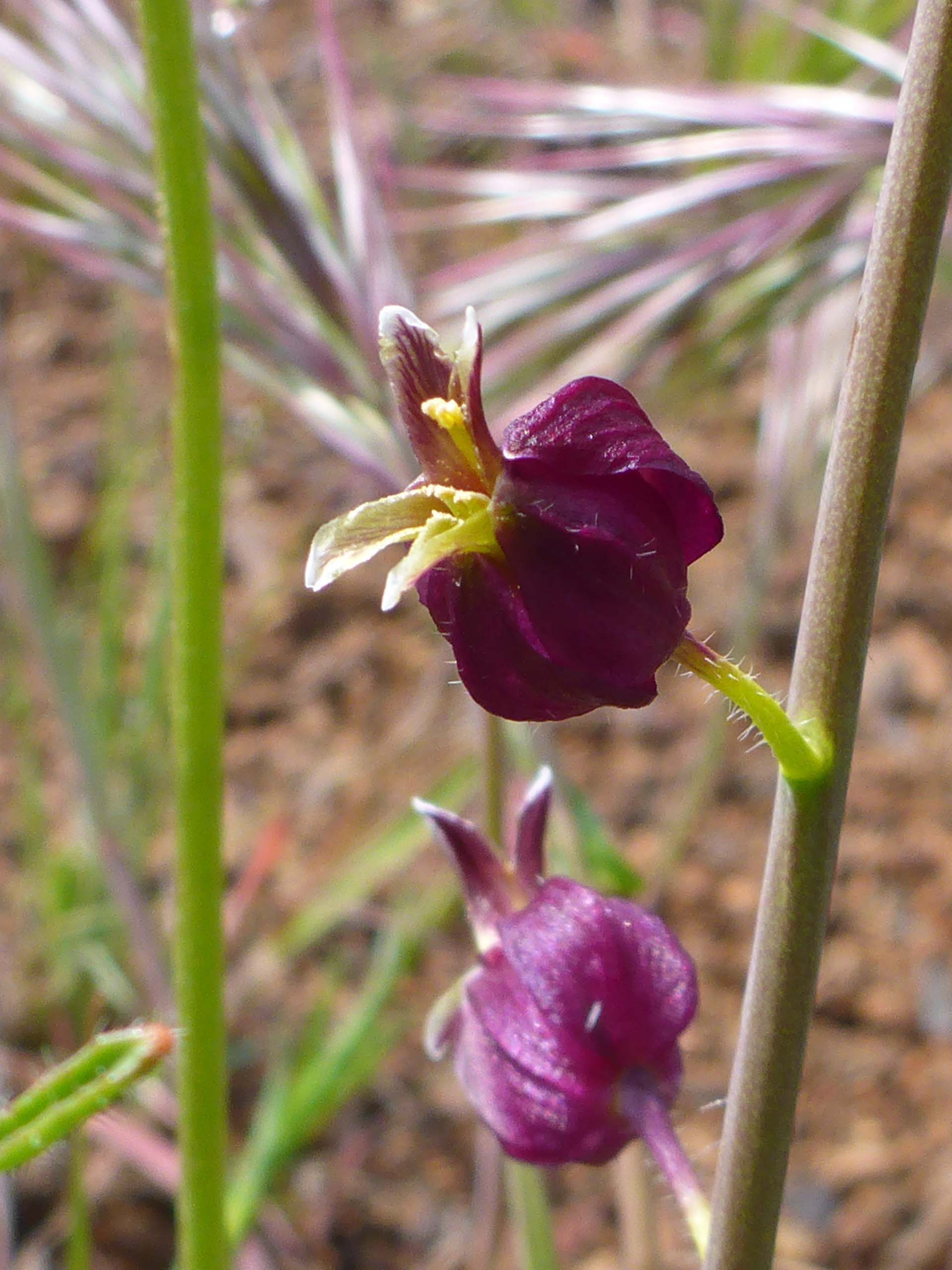 Glandular jewelflower. D. Burk. Nomlaki. March 25, 2023.