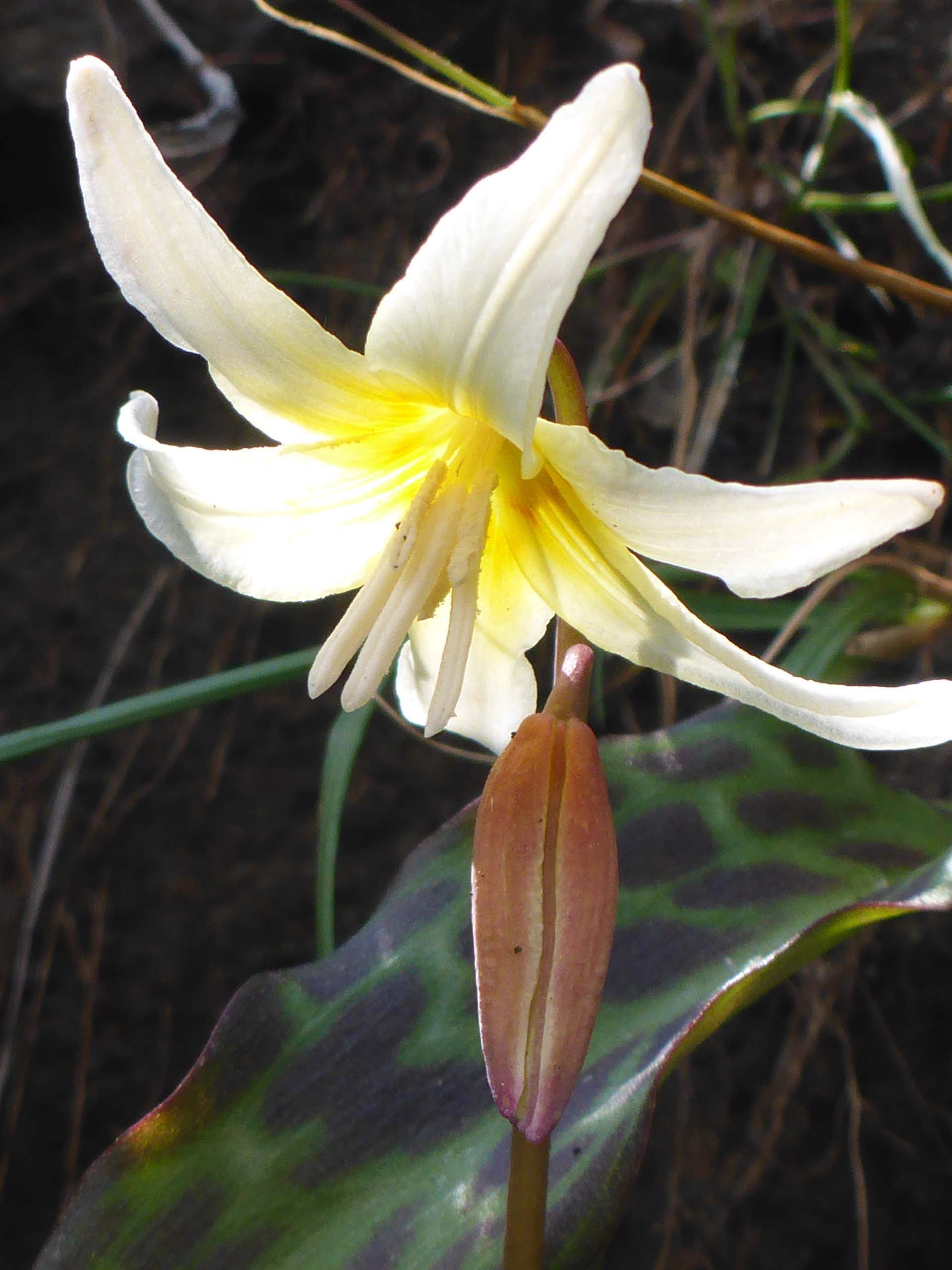 California fawn lily close-up. D. Burk. Nomlaki. March 25, 2023.