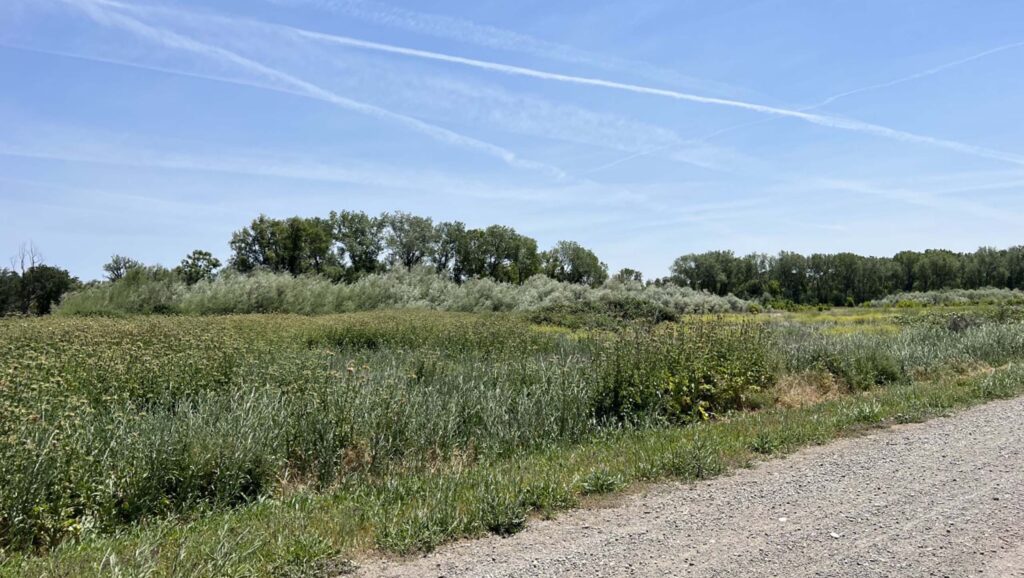 Fallow field at Rancho Breisgau. BLM.