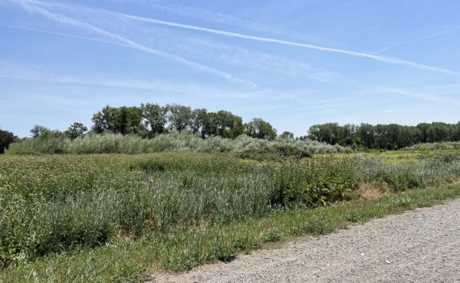 Fallow field at Rancho Breisgau. BLM.