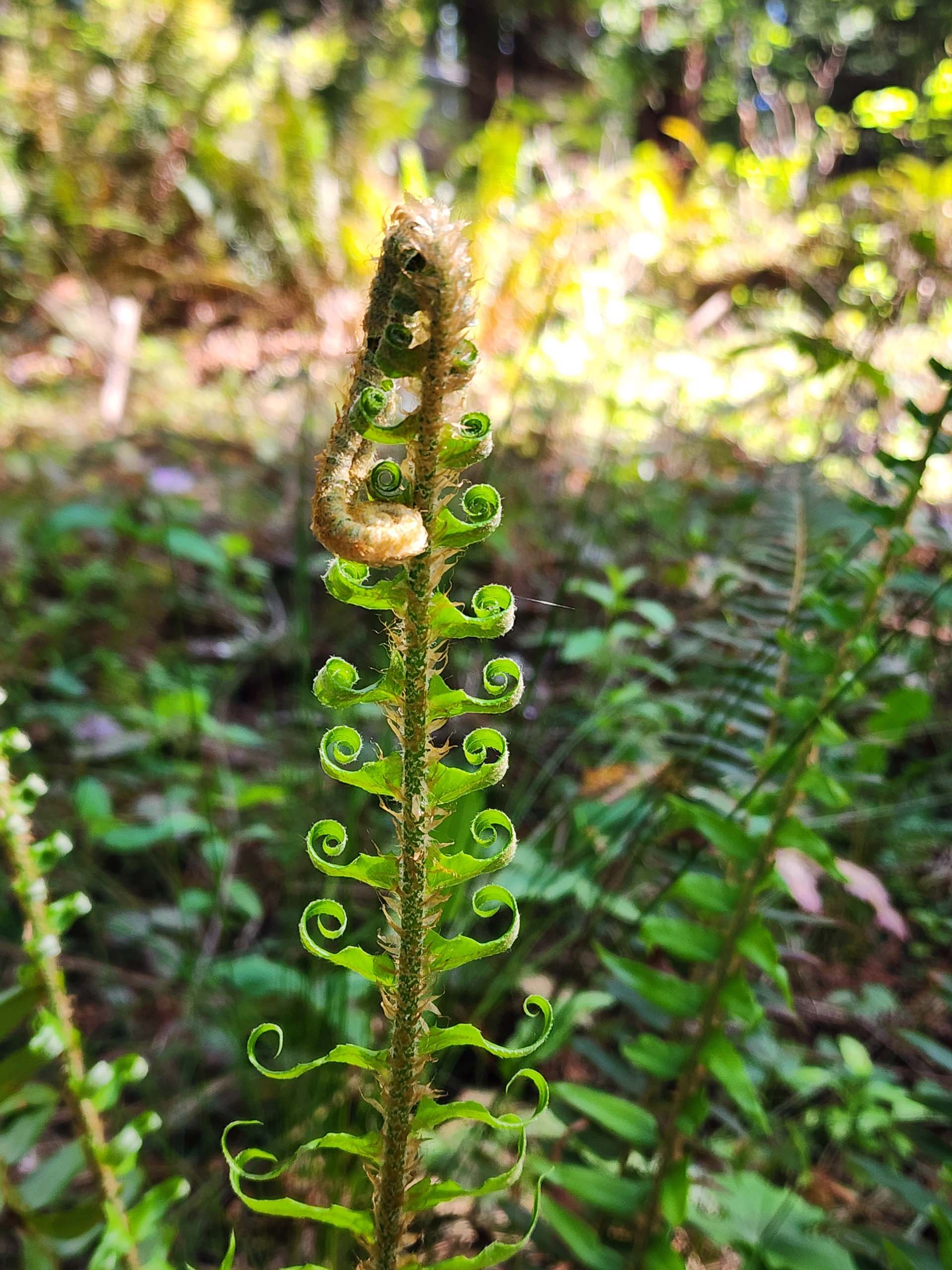 Western sword fern fiddlehead. D. Burk. Lynn Vietor Nature Trail. 27 April 2023.