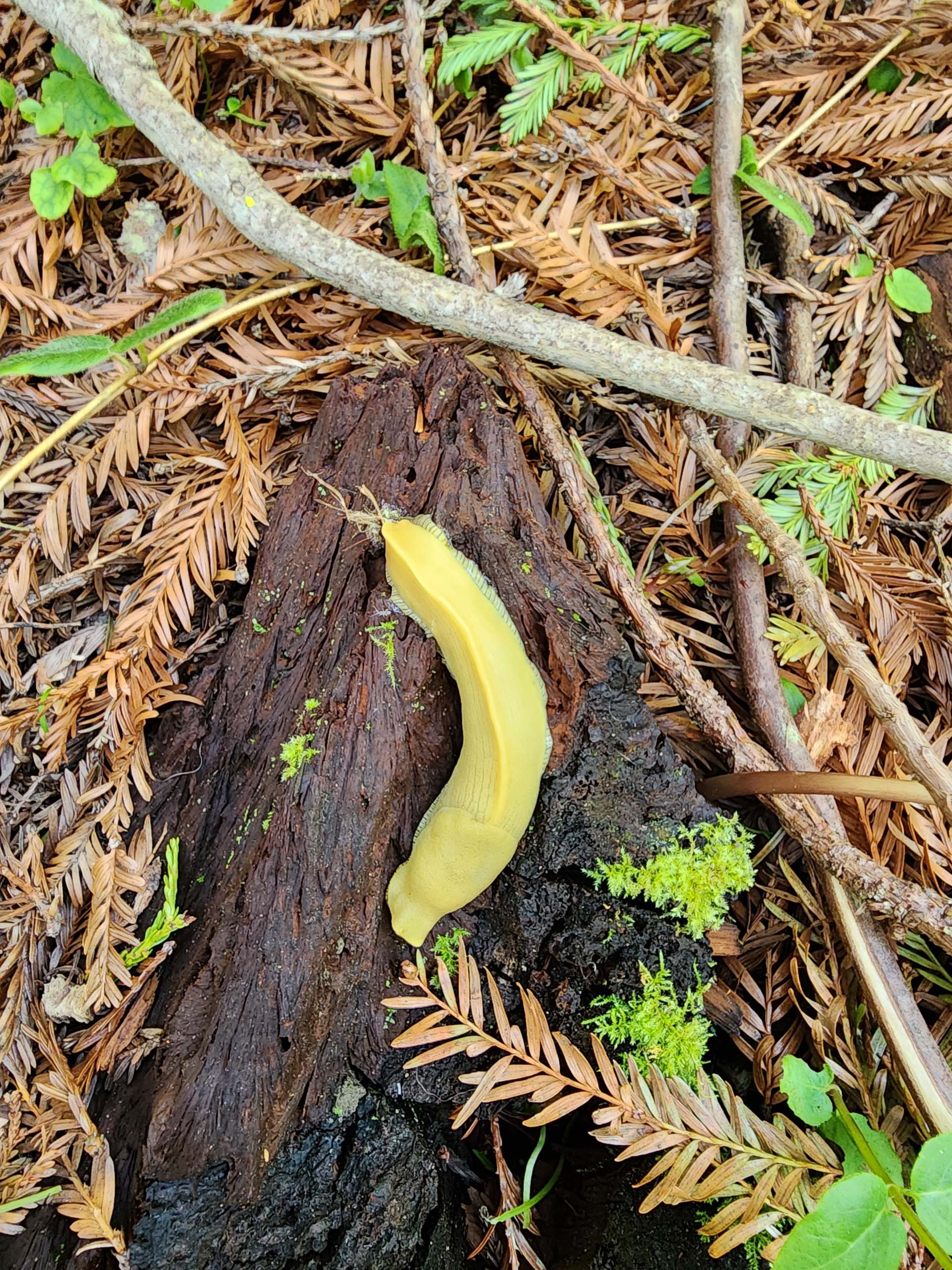 California banana slug. D. Burk. Lynn Vietor Nature Trail. 27 April 2023.