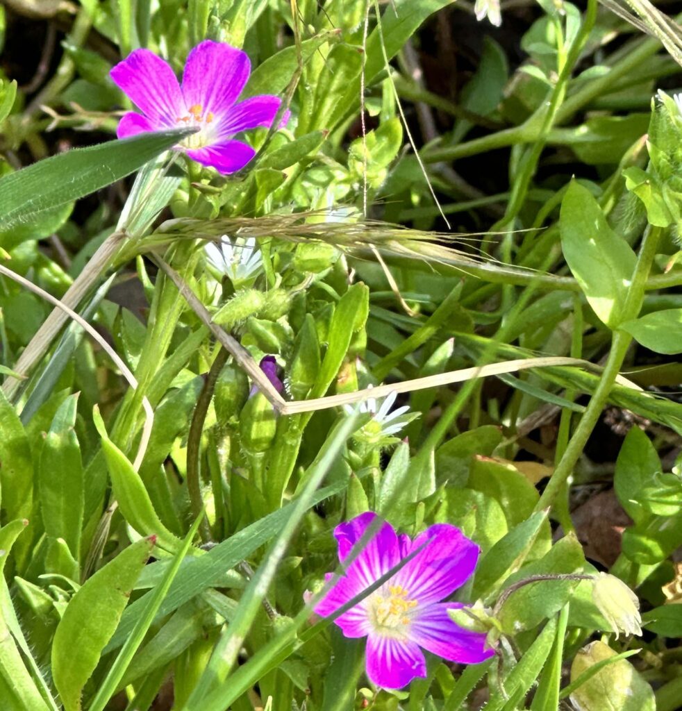 Redmaids and chickweed. A. Henderson.