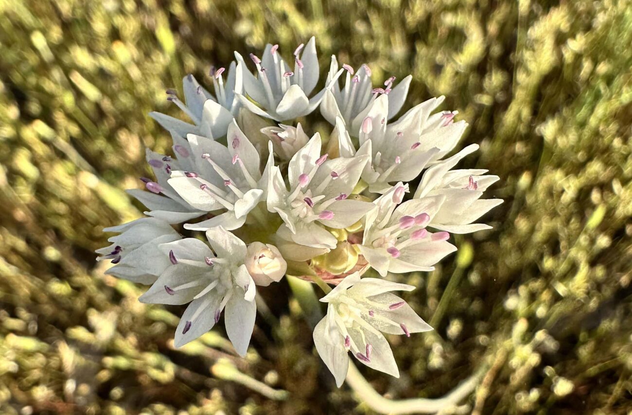 Clasping onion. A. Henderson.