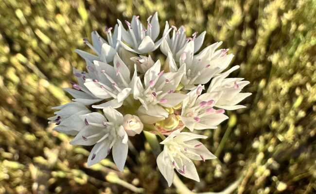 Clasping onion. A. Henderson.